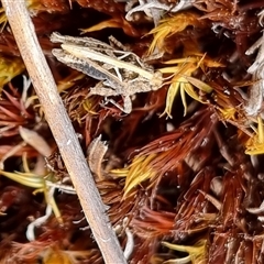 Tetrigidae (family) at Bungendore, NSW - 4 Oct 2024