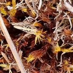 Tetrigidae (family) at Bungendore, NSW - suppressed