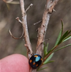 Orcus australasiae (Orange-spotted Ladybird) at Bungendore, NSW - 4 Oct 2024 by clarehoneydove