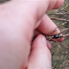 Orcus australasiae at Bungendore, NSW - 4 Oct 2024