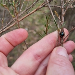 Orcus australasiae at Bungendore, NSW - 4 Oct 2024