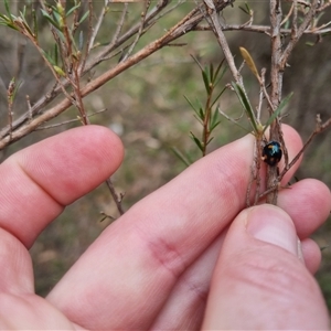 Orcus australasiae at Bungendore, NSW - 4 Oct 2024