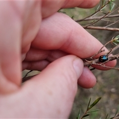 Orcus australasiae at Bungendore, NSW - 4 Oct 2024