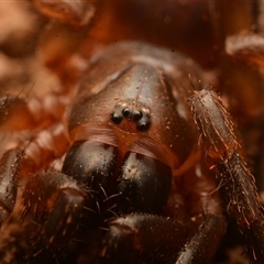 Cataxia sp. (Spiny trapdoor) at Mount Coot-Tha, QLD - 3 Oct 2024 by NateKingsford