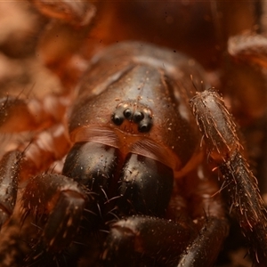 Idiopidae (family) (Armoured or Spiny Trapdoor Spider) at Mount Coot-Tha, QLD by NateKingsford