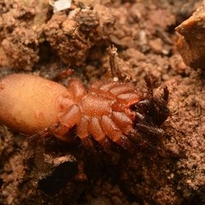 Idiopidae (family) at Mount Coot-Tha, QLD - 3 Oct 2024