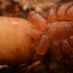 Idiopidae (family) at Mount Coot-Tha, QLD - 3 Oct 2024