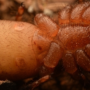 Idiopidae (family) at Mount Coot-Tha, QLD - 3 Oct 2024