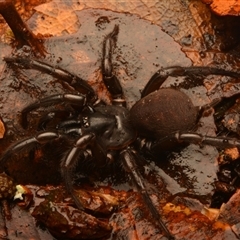 Bymainiella sp. (genus) (Barbara York Main's Funnelweb) at Ebor, NSW - 29 Sep 2024 by NateKingsford