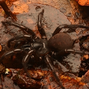 Bymainiella sp. (genus) (Barbara York Main's Funnelweb) at Ebor, NSW by NateKingsford