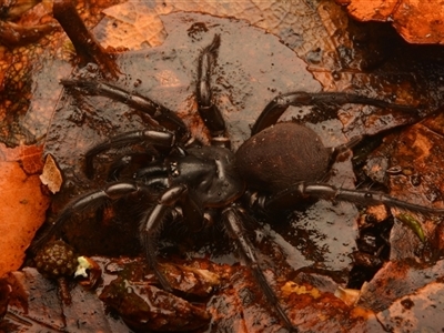 Bymainiella sp. (genus) (Barbara York Main's Funnelweb) at Ebor, NSW - 29 Sep 2024 by NateKingsford