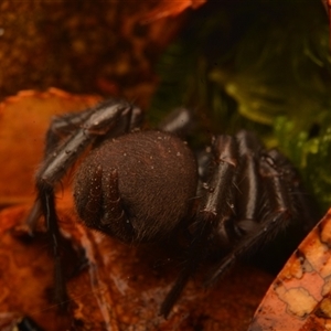 Bymainiella sp. (genus) at Ebor, NSW - 29 Sep 2024