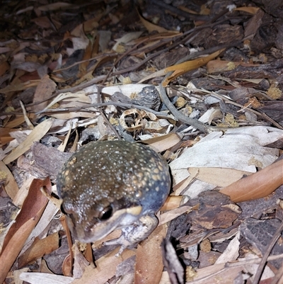 Limnodynastes dumerilii (Eastern Banjo Frog) at Wirlinga, NSW - 4 Oct 2024 by RobCook