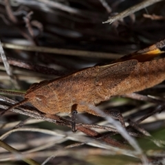 Goniaea opomaloides (Mimetic Gumleaf Grasshopper) at Bruce, ACT - 4 Oct 2024 by amiessmacro