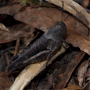 Cirphula pyrrhocnemis at Bruce, ACT - 4 Oct 2024