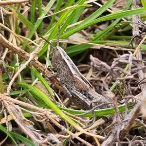 Genus novum 18 sp. 1 (Undescribed) at Bungendore, NSW - 4 Oct 2024