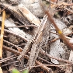 Genus novum 18 sp. 1 (Undescribed) at Bungendore, NSW - 4 Oct 2024