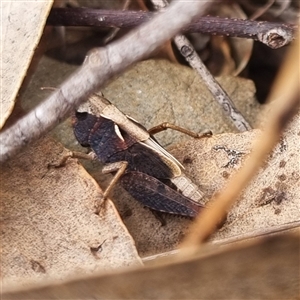 Cryptobothrus chrysophorus at Bungendore, NSW - 4 Oct 2024