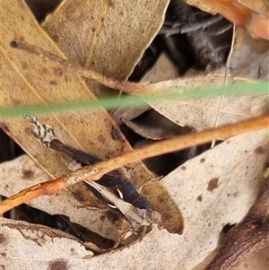 Cryptobothrus chrysophorus at Bungendore, NSW - 4 Oct 2024