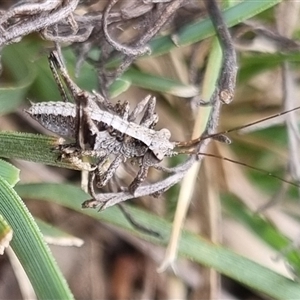 Nanodectes harpax at Bungendore, NSW - 4 Oct 2024