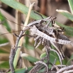 Nanodectes harpax at Bungendore, NSW - 4 Oct 2024