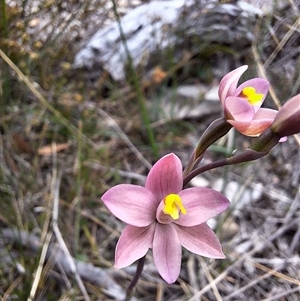 Thelymitra carnea at Boxers Creek, NSW - suppressed