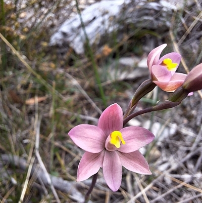 Thelymitra carnea (Tiny Sun Orchid) at Boxers Creek, NSW - 4 Oct 2024 by forest17178