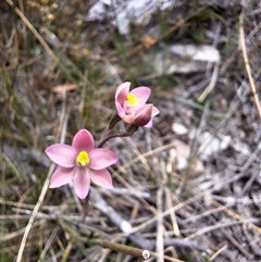 Thelymitra carnea at Boxers Creek, NSW - suppressed