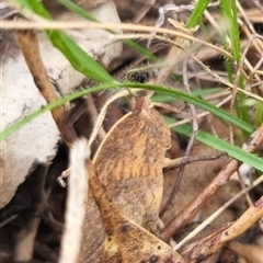 Goniaea australasiae (Gumleaf grasshopper) at Bungendore, NSW - 4 Oct 2024 by clarehoneydove