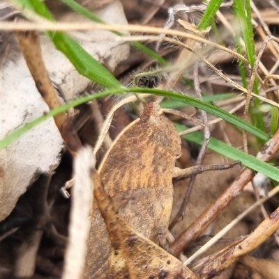 Goniaea australasiae (Gumleaf grasshopper) at Bungendore, NSW - 4 Oct 2024 by clarehoneydove