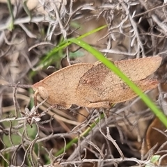 Goniaea australasiae at Bungendore, NSW - 4 Oct 2024