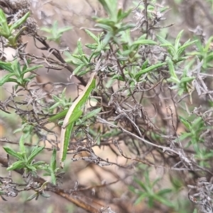 Keyacris scurra at Bungendore, NSW - 4 Oct 2024