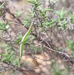 Keyacris scurra at Bungendore, NSW - 4 Oct 2024