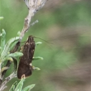 Leistomorpha brontoscopa at Bungendore, NSW - 4 Oct 2024