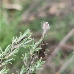 Leistomorpha brontoscopa at Bungendore, NSW - 4 Oct 2024