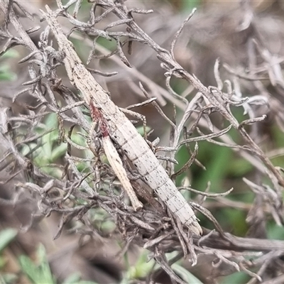 Keyacris scurra (Key's Matchstick Grasshopper) at Bungendore, NSW - 4 Oct 2024 by clarehoneydove