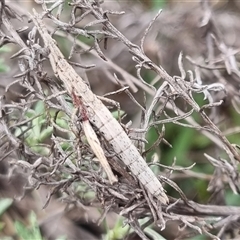 Keyacris scurra at Bungendore, NSW - suppressed