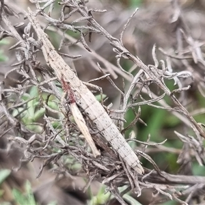 Keyacris scurra at Bungendore, NSW - 4 Oct 2024