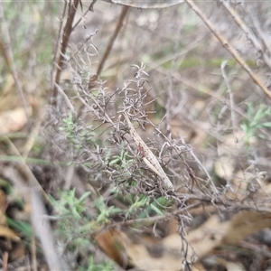 Keyacris scurra at Bungendore, NSW - 4 Oct 2024