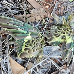 Melopsittacus undulatus (Budgerigar) at Petermann, NT - 3 Oct 2024 by atticus