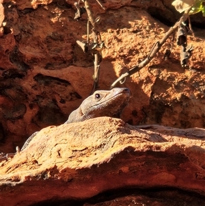 Varanus giganteus at Petermann, NT - 4 Oct 2024