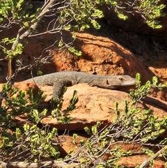 Varanus giganteus at Petermann, NT - 4 Oct 2024