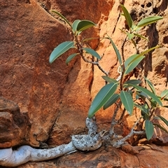 Ficus platypoda (Native Rock Fig) at Petermann, NT - 3 Oct 2024 by atticus