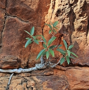 Ficus platypoda at Petermann, NT - 4 Oct 2024