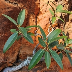 Ficus platypoda at Petermann, NT - 4 Oct 2024