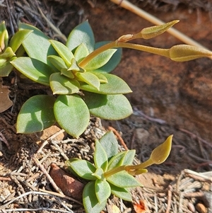 Unidentified Cactus / Succulent at Petermann, NT by atticus