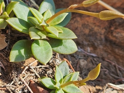 Unidentified Cactus / Succulent at Petermann, NT - 3 Oct 2024 by atticus