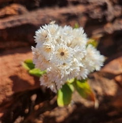 Unidentified Other Wildflower or Herb at Petermann, NT - 4 Oct 2024 by atticus