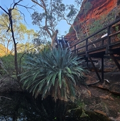 Macrozamia macdonnellii (MacDonnell Ranges Cycad) at Petermann, NT - 3 Oct 2024 by atticus