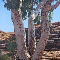 Unidentified Gum Tree at Petermann, NT - 4 Oct 2024 by atticus